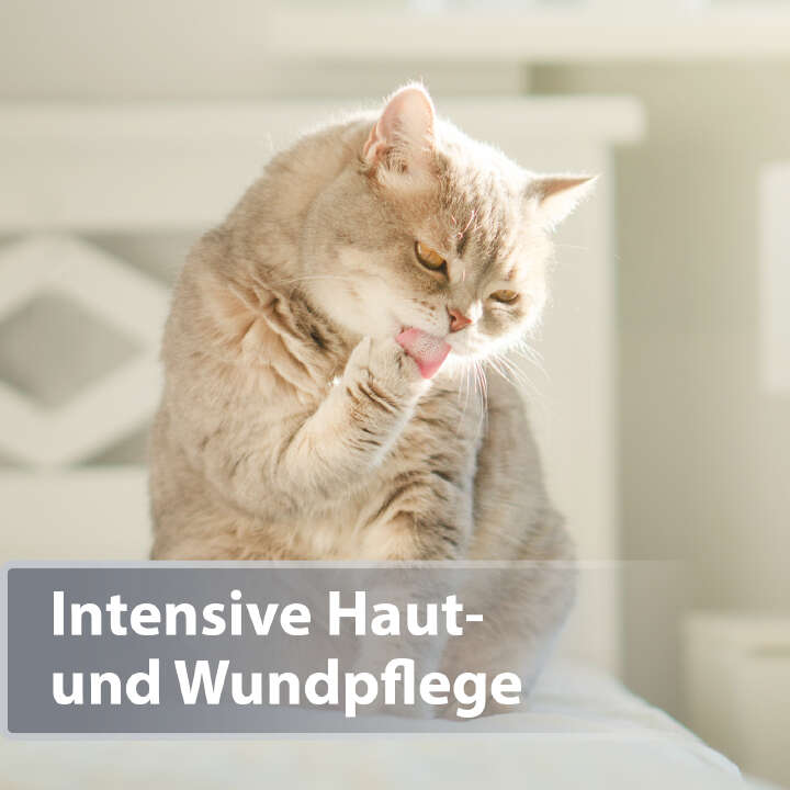 Felisept Hautpflege Mikro Silberspray für Katzen